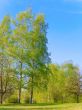 spring landscape