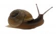 Snail