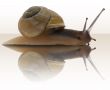 Snail with reflection