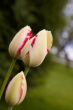 Spring tulips