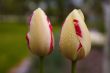 Spring tulips