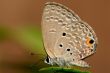 Pandava butterfly