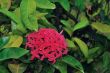 Tropical Flower