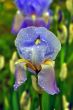 Iris Flower