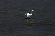 Egret