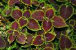 Leaf Patterns