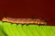 Catepillar