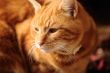 Male Cat