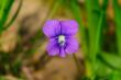 Violet