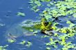 Green Frog