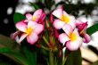 Frangipani Flower