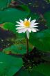 White Lily