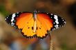 Monarch