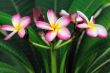 Frangipani