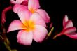 Tropical Flower