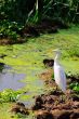 Egret