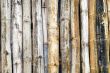 Bamboo