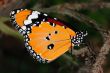 Monarch