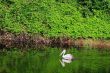 Pelican