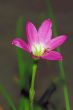 Puple Flower