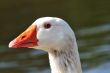 Domestic Goose
