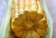 Wet corn