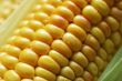 Wet corn
