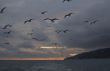 Sunset seagulls