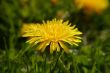 Close up dandelion