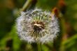 Dandelion bracts close-up