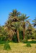 palm grove