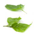 green leaves