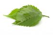 green leaves