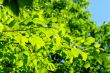 green leaves, shallow focus, leaves of lime
