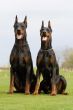 two dobermans