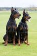 two dobermans