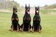 three dobermans