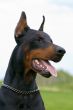 portrait of black dobermann