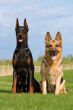 black doberman and german sheep-dog