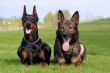 black doberman and german sheep-dog