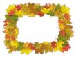 Maple leaves