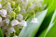 Lily-of-the-valley against a pale green background