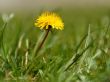 Yellow dandelion