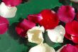Rose petals background