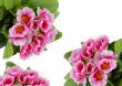Pink flowers card