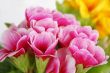 Spring flowers