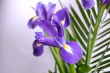 Irises