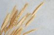 wheat ears