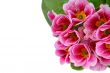 Spring flowers