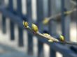 Spring background